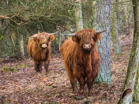 Knuffelkoeien (not!)