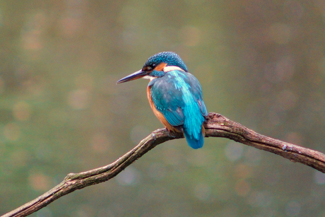 Ijsvogel