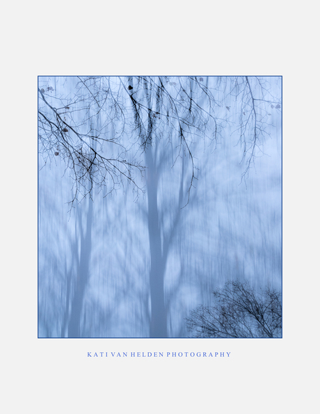 Winter trees