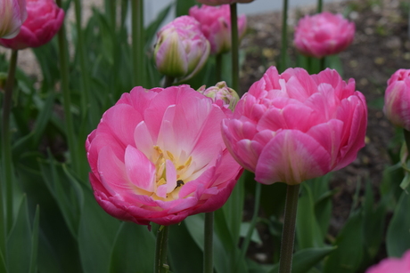 Poldertuin Anna Paulowna