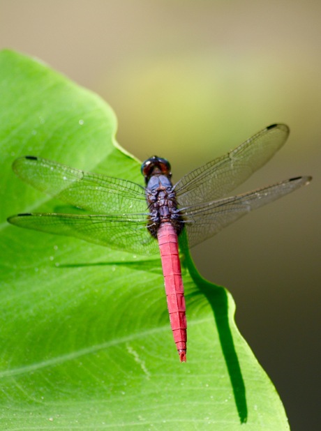 Nepalese Libelle