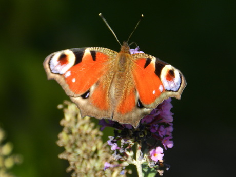 dagpauwoog vlinder