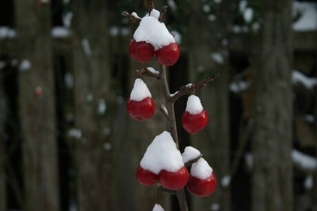 sneeuw op de appeltjes in het appelboompje