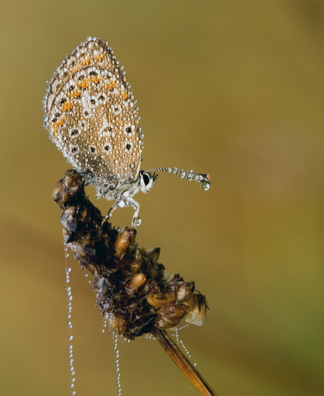 Icarusdauw...ik hou van jou