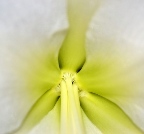 Amaryllis