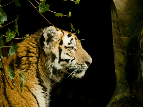 siberische tijger