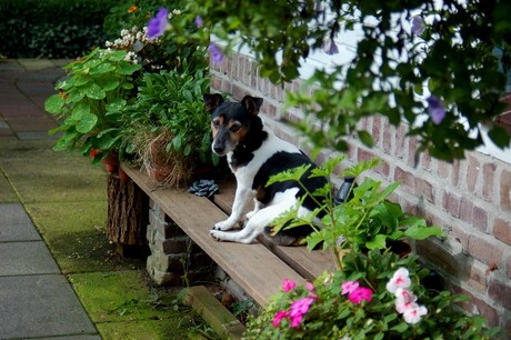 Jimmy op tuinbankje, zomer 06