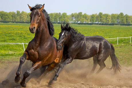 Paarden wild in de wei