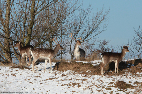 Herten in het AWD