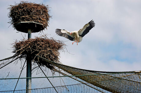 Landing ooievaar op duplexwoning