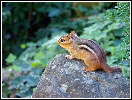 Chipmunk