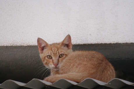 Zwerkatje Mallorca