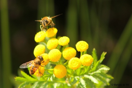 Bijen in Balloerveld