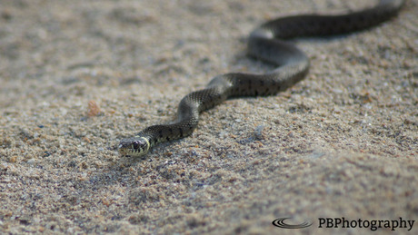 Snake @ the beach