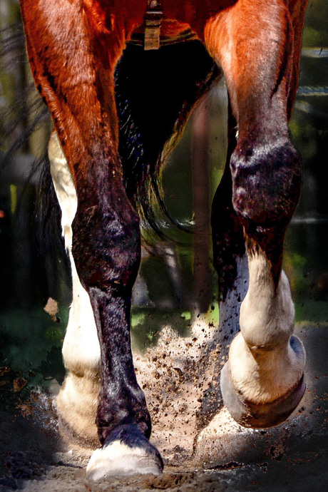 paard in actie