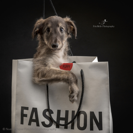 Fashion puppy love!