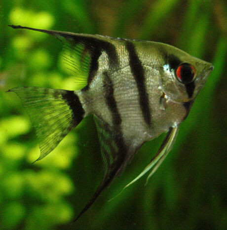 Maanvis (Pterophyllum scalare)