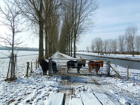 Winter Hoekse waard 2013