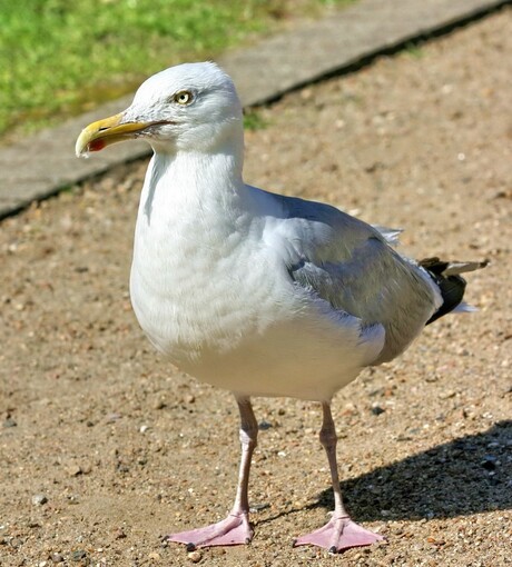 Meeuw in Borkum