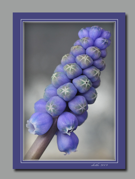 Muscari (blauwe druifjes)
