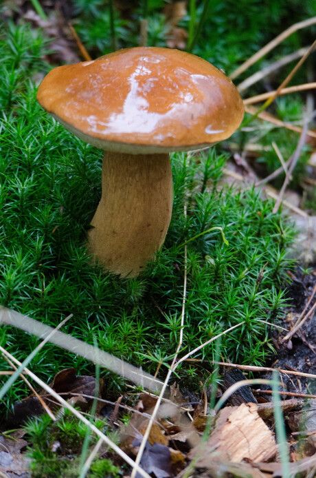paddestoel1