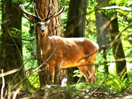 Edelhert in het bos