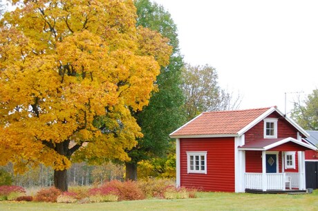 herfst kleuren