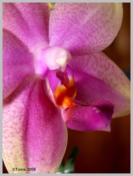 Orchidee