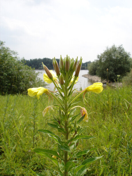 Gele bloem