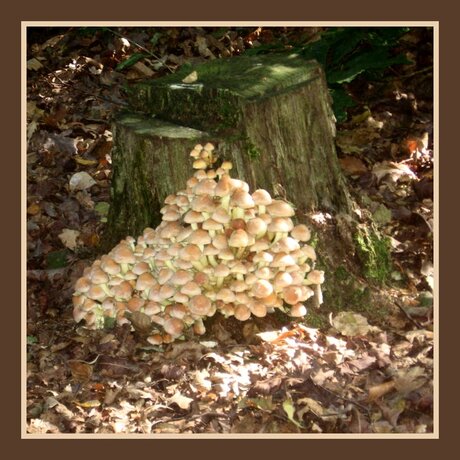 Paddestoelen tegen boomstronk