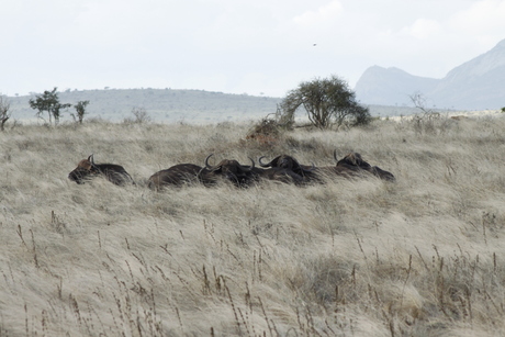 Kudde buffels