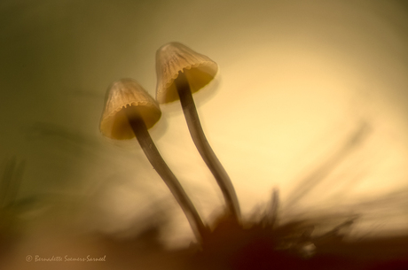 Astronomische herfst