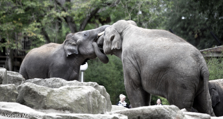 Dierentuin Emmen