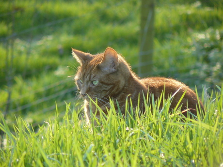 Rode Kater