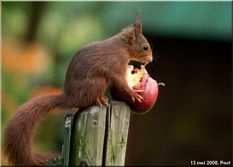 eekhoorn appel
