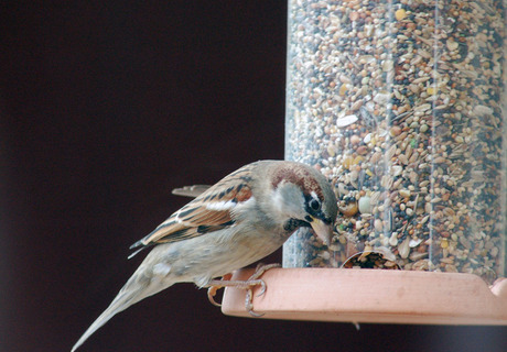 Fly-inn restaurant