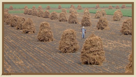 Bonen en nog eens bonen