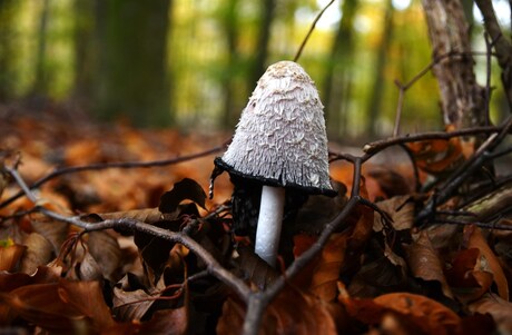 De geschubde inktzwam (Coprinus comatus)DSC_2811