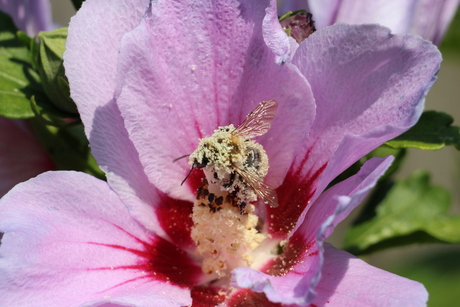 Zoek de hommel