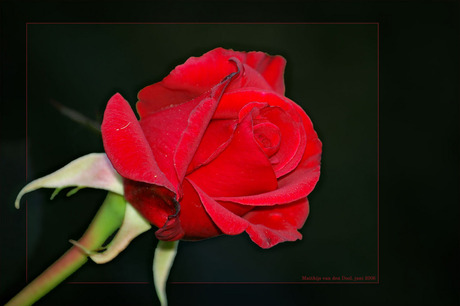 Red Rose