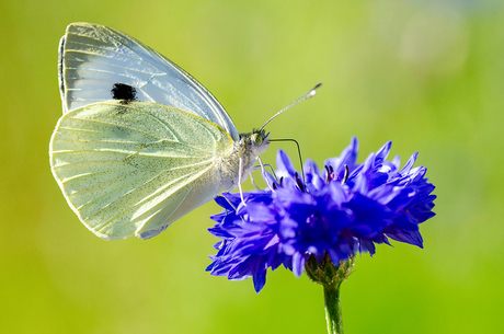 Vlinder op korenbloem