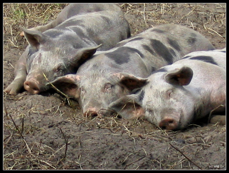 De drie biggetjes