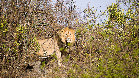 Leeuw in Serengeti