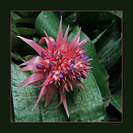 Bromelia