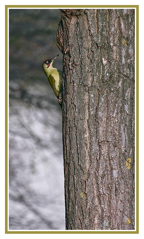 Groene specht