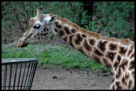 Zoomdag Burgers Zoo