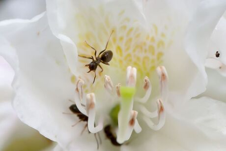 mieren in een witte bloem