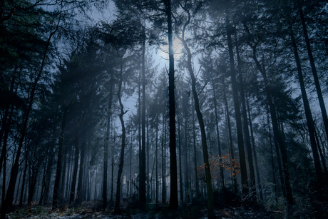 Dark forrest