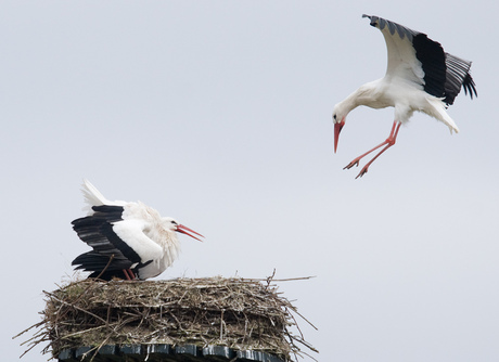 kom maar op het nest