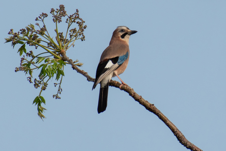 20190426_vlaamse_gaai_1